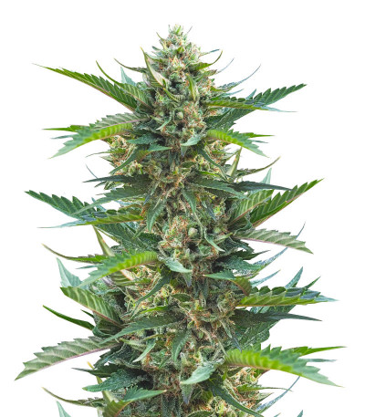 Семена сорта Gorilla Cookies Fast fem (High Speed ​​Buds)