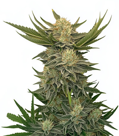 Семена сорта Vodka Lemon fem (Kalashnikov Seeds)