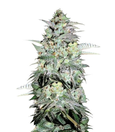 Семена сорта Mazar Extra fem