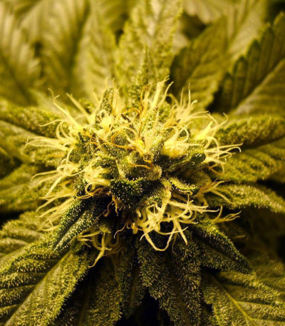 Семена сорта 8 Ball Kush fem (Barney's Farm)