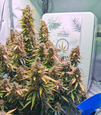 Семена сорта Auto White Widow fem (Dutch Passion)