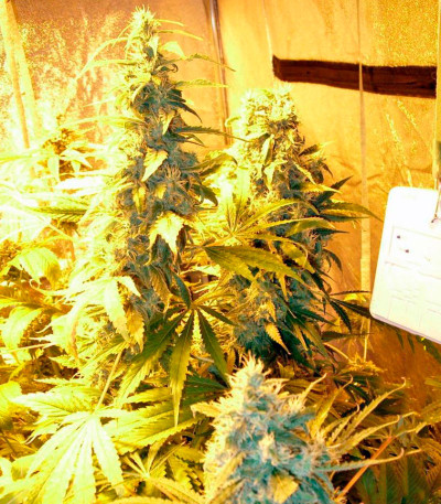 Семена сорта Chronic Haze fem (World of Seeds)