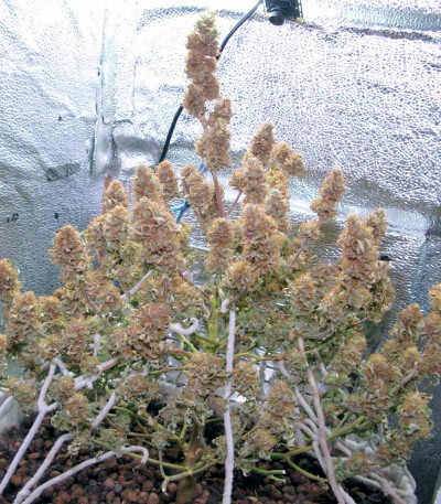 Семена сорта Delahaze fem (Paradise Seeds)