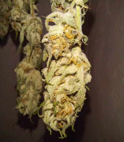 Семена сорта Northern Light fem (Victory Seeds)