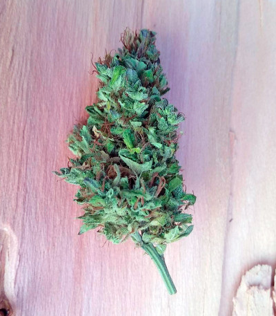 Семена сорта OG Kush Auto fem (Humboldt Seeds)