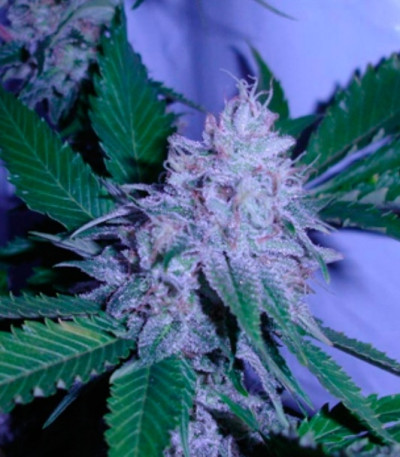 Семена сорта White Berry fem (VIP Seeds)