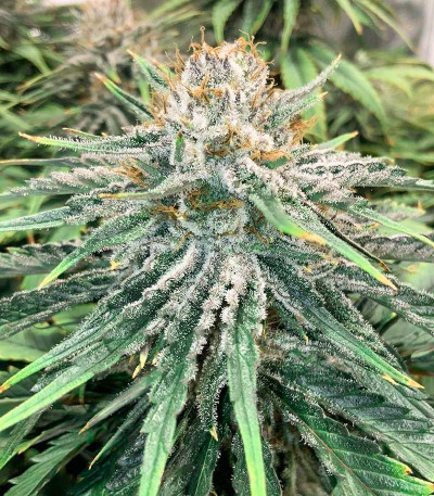 Семена сорта Afghan Kush fem (Семяныч)