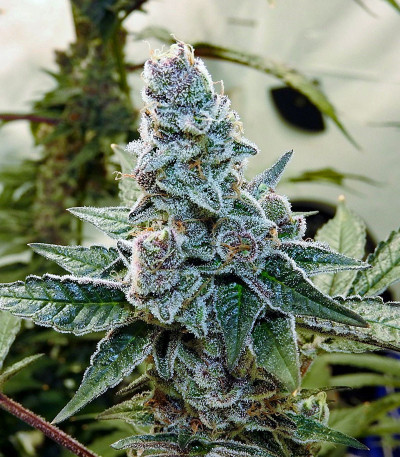 Семена сорта Gorila fem (Pyramid Seeds)
