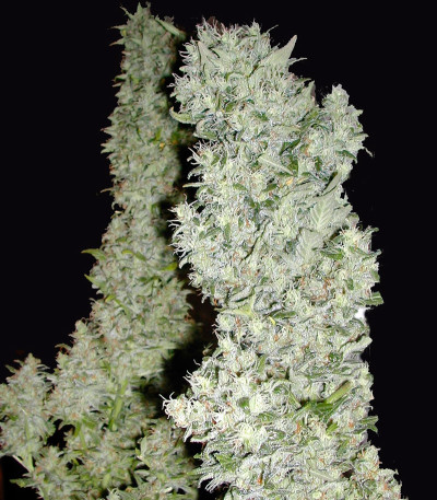 Семена сорта Monster fem (Eva Seeds)