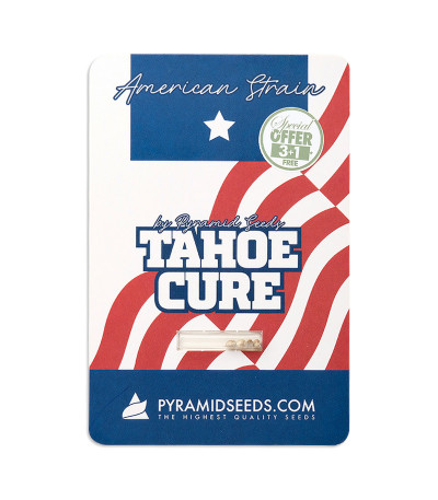 Семена сорта Tahoe Cure fem (Pyramid Seeds)