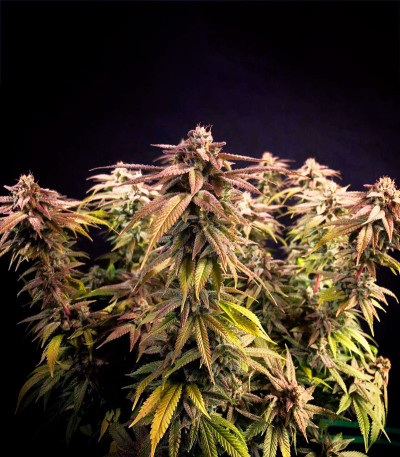 Семена сорта Grandaddy Purple fem