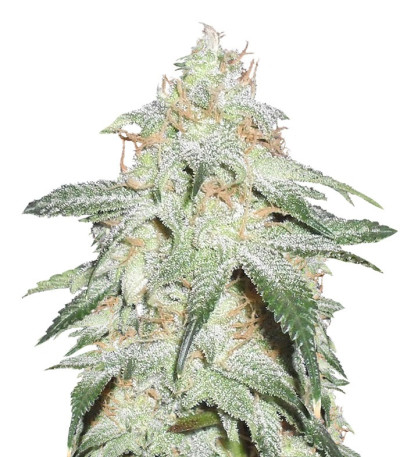 Семена сорта Pickled Diesel Auto Flowering fem (Dr. Krippling Seeds)