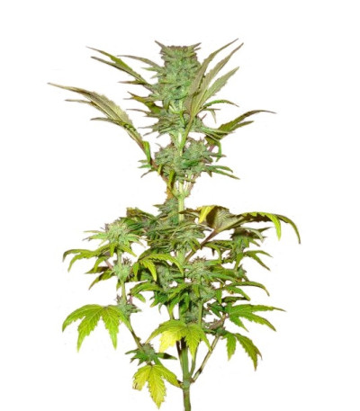 Семена сорта Short Rider Automatic fem