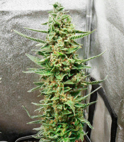 Семена сорта CBD Green Crack Auto fem (Семяныч)