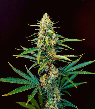 Семена сорта конопли Snow White Amsterdam