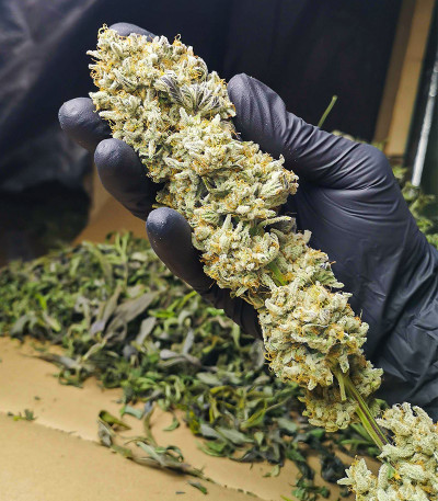 Семена сорта Banana Punch fem (Barney's Farm)