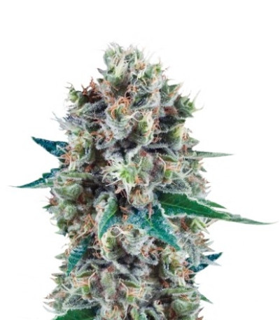 Семена сорта Bubble Kush Automatic fem (Royal Queen Seeds)