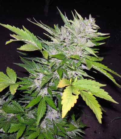 Семена сорта Sugar Gom auto fem