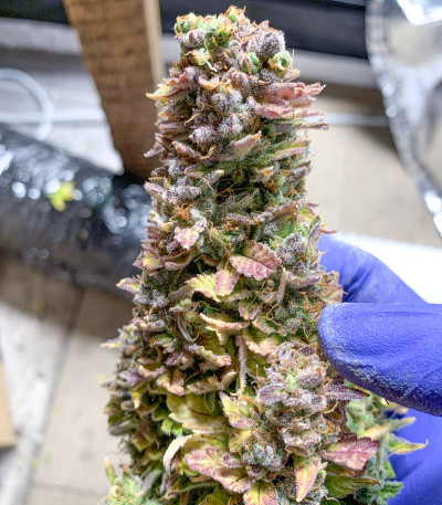 Семена сорта Auto Glueberry O.G. fem (Dutch Passion)