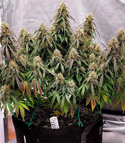 Семена сорта Auto Power Plant (Dutch Passion)