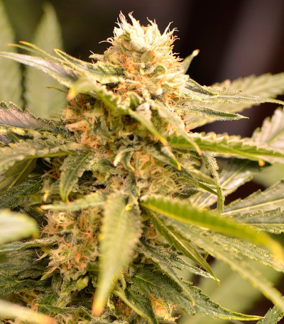 Семена сорта Black Dream fem (Eva Seeds)