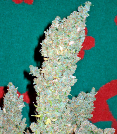 Семена сорта Bubble Gum reg (Serious Seeds)