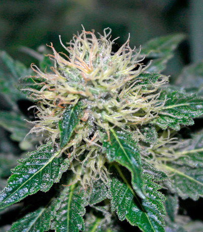 Семена сорта Hashberry reg (Mandala Seeds)