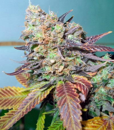 Семена сорта Lucid Bolt fem (Paradise Seeds)