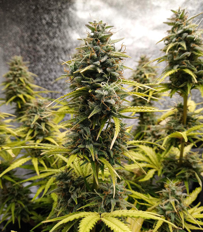 Семена сорта Original Cinderella Auto fem (FastBuds)