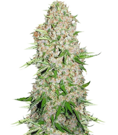 Семена сорта Skunk Special fem (Female Seeds)