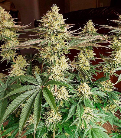 Семена сорта Zookies fem (7CH American)