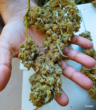 Семена сорта Dos-Vi-Dos fem (Семяныч)