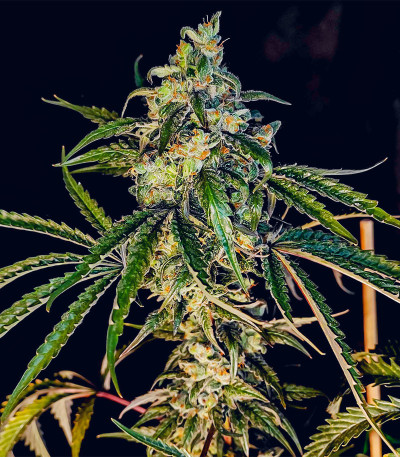 Семена сорта Lemon Citron fem (Humboldt Seed Organization)