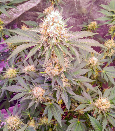 Семена сорта LSD fem (Семяныч)