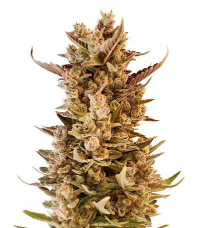 Семена сорта LSD 2 Auto fem (Семяныч)