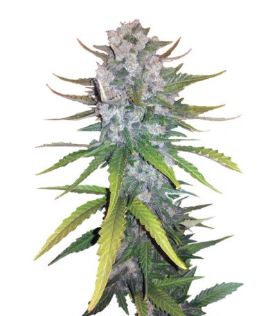 Семена сорта + Speed Auto fem (Sweet Seeds)