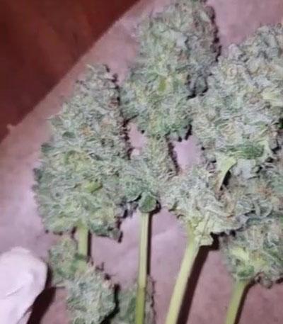 Семена сорта G13 Haze fem (Barney's Farm)