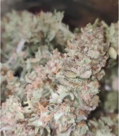 Семена сорта Watermelon Zkittlez fem