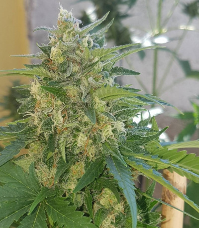 Семена сорта AK Full Auto fem (Sumo Seeds)