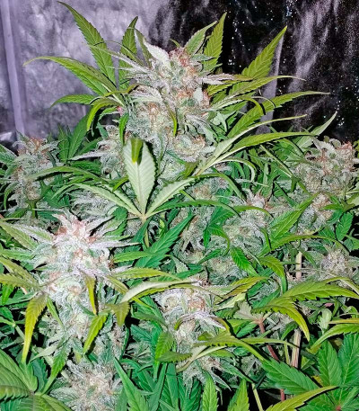 Семена сорта Blue Dream Auto fem (Humboldt Seeds)