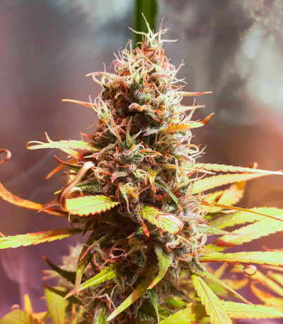 Семена сорта Sweet Zenzation XL Auto fem (Sweet Seeds)