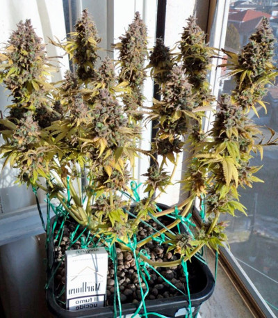 Семена сорта Big Foot fem (Sweet Seeds)