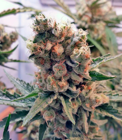 Семена сорта Green Poison fem (Sweet Seeds)