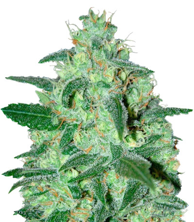 Семена сорта Thunder Bloody Mary Auto fem (Samsara Seeds)