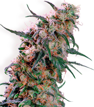 Семена сорта Super Haze reg (Dutch Passion)