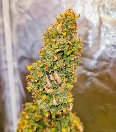 Семена сорта Grape Kong Auto fem от Семяныча