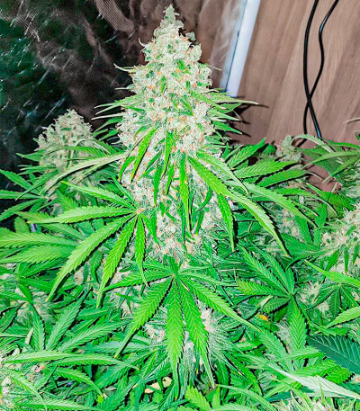 Семена сорта Watermelon Zkittlez Auto fem