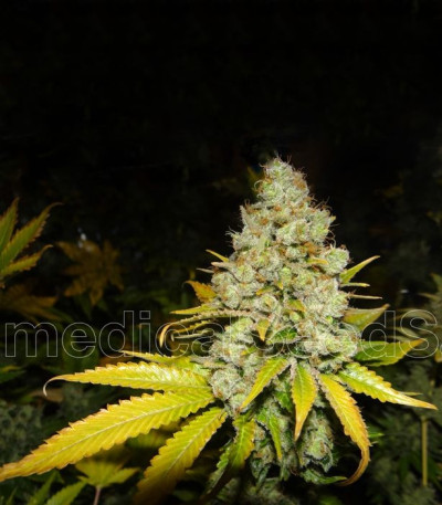 Семена сорта White Widow fem (Medical Seeds)
