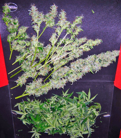 Семена сорта Auto-Bomb fem