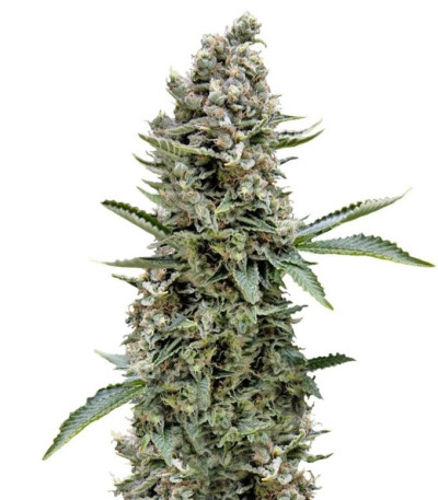 Семена сорта White Widow fem (Trikoma Seeds)